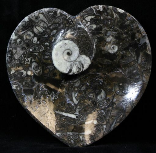 Heart Shaped Fossil Goniatite Dish #39329